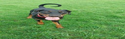 Dobermann dogs for adoption: Rosie 4 Yr old female doberman  - Advert 4