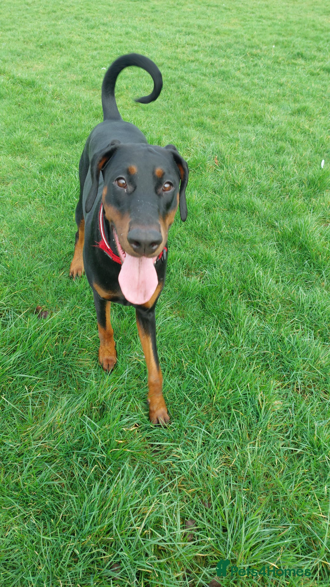 Dobermann dogs for adoption: Rosie 4 Yr old female doberman  - Advert 4