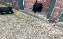 Labradoodle dogs for sale: Multigenrational labradoodle  - Image 7