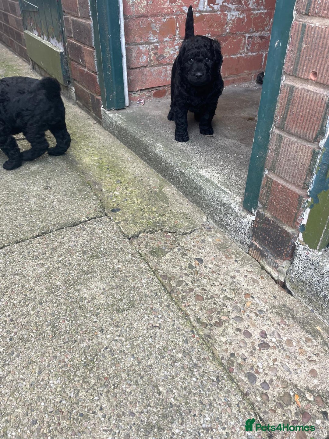 Labradoodle dogs for sale: Multigenrational labradoodle  - Image 7