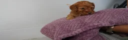 Cavapoo dogs for sale: Cute Cavapoo Puppies Looking for Forever Homes - Advert 38