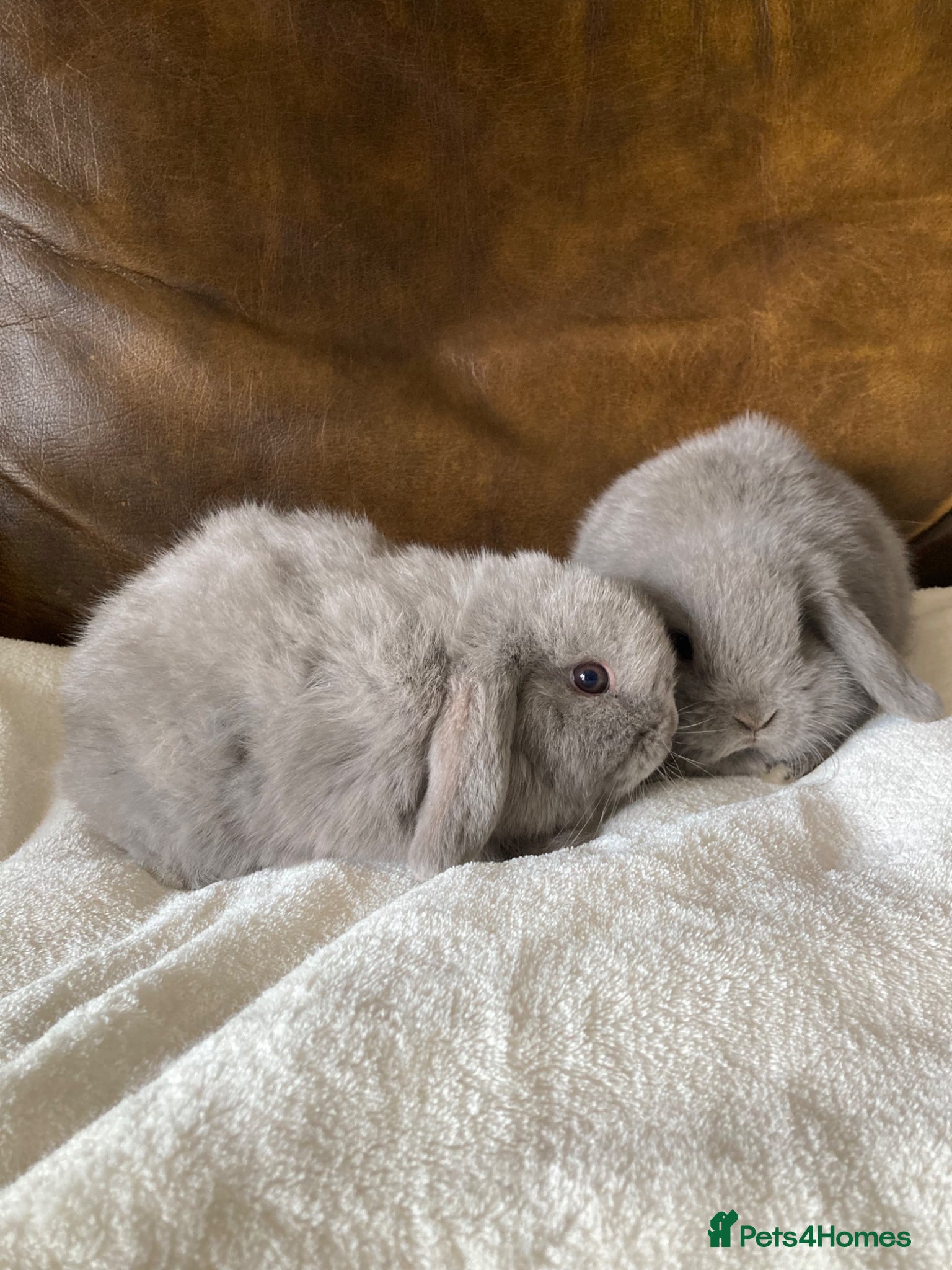 Mini Lop rabbits 2 Beautiful Female Mini Lops - Advert 2