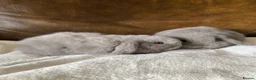 Mini Lop rabbits for sale: 2 Beautiful Female Mini Lops - Advert 1