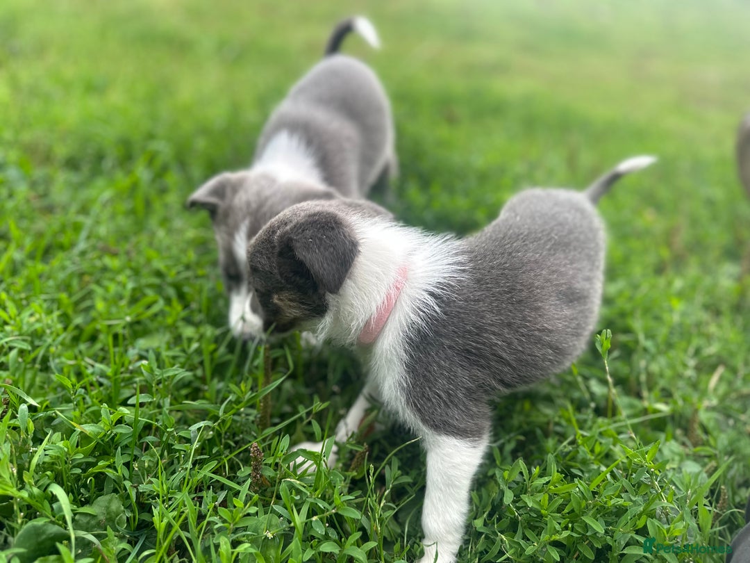 Border Collie dogs for sale: Border collie puppies - Image 4