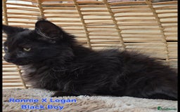 Maine Coon cats for sale: VARIOUS FULL PEDIGREE MAINE COON KITTENS FOR SALE in Rotherham - Image 4