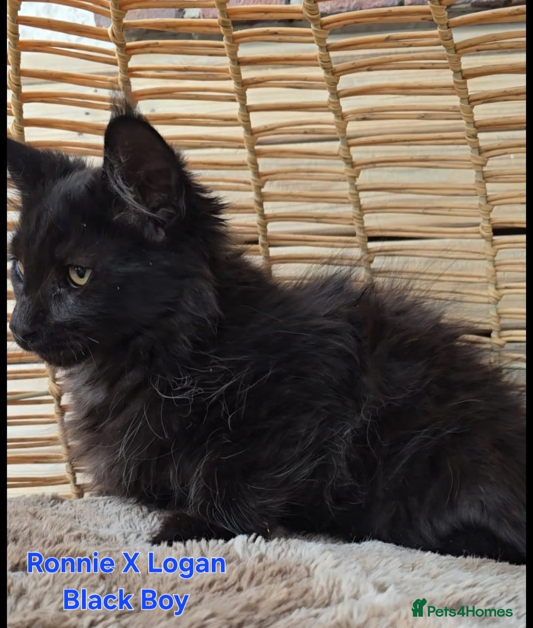 Maine Coon cats for sale: VARIOUS FULL PEDIGREE MAINE COON KITTENS FOR SALE in Rotherham - Image 4