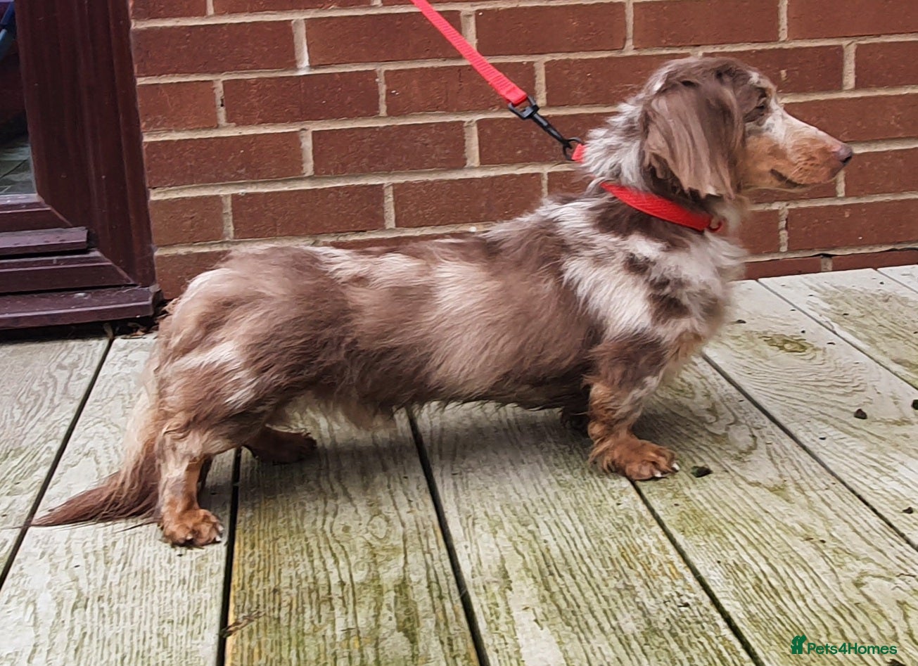 Miniature Dachshund dogs Kc registered Miniature dachshund in Blackburn - Advert 2