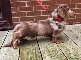 Miniature Dachshund dogs in Blackburn - Advert 21