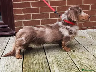 Miniature Dachshund dogs Kc registered Miniature dachshund in Blackburn - Advert 14