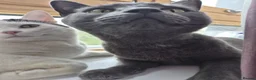 Russian Blue cats for sale: 2 Beautiful natured cats for sale  - Advert 7