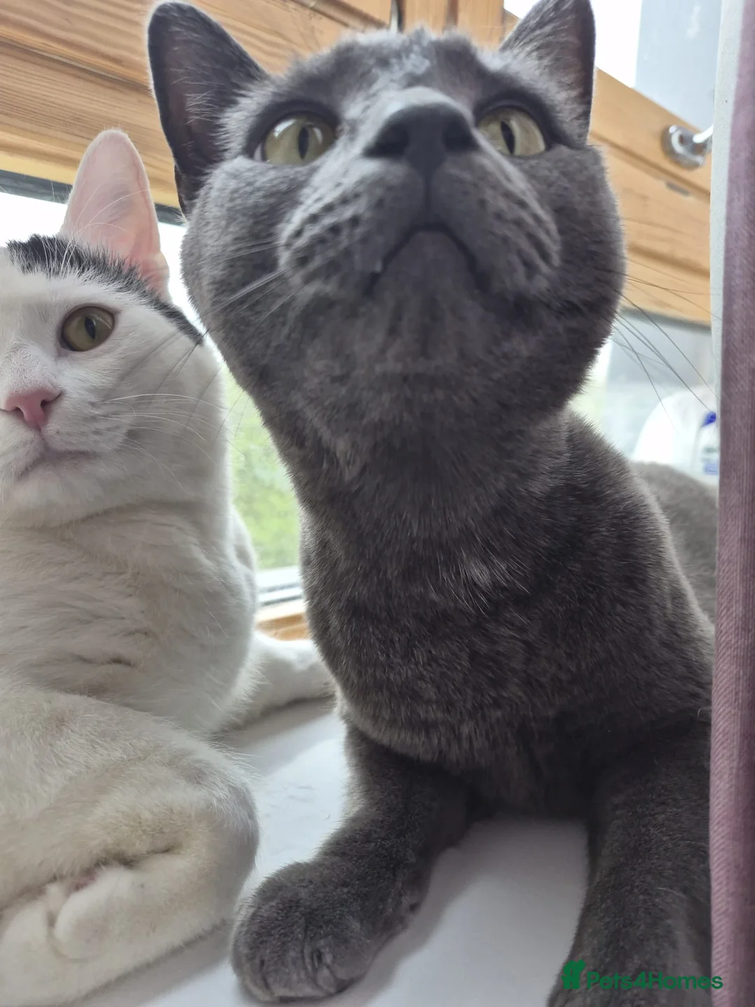 Russian Blue cats for sale: 2 Beautiful natured cats for sale  - Advert 7