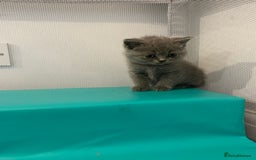 British Shorthair cats for sale: READY NOW!!Pedigree British Short Hair Kittens - Image 17