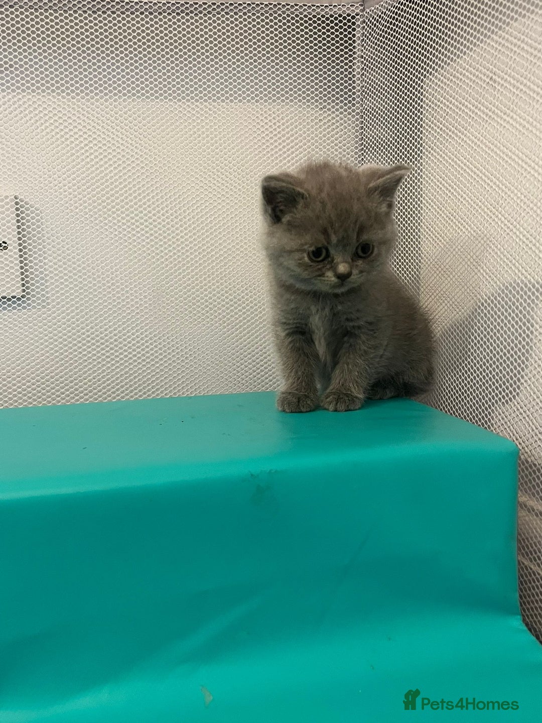 British Shorthair cats for sale: READY NOW!!Pedigree British Short Hair Kittens - Image 17