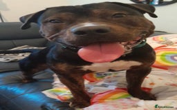 Mixed Breed dogs for sale: Family Dog needs Re-Homing  - Image 2