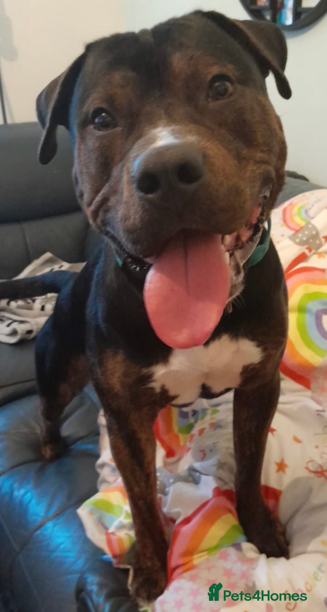 Mixed Breed dogs for sale: Family Dog needs Re-Homing  - Image 2
