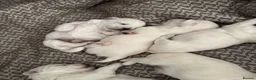 Maltese dogs for sale: Beautiful Maltese puppies for sale - Advert 7