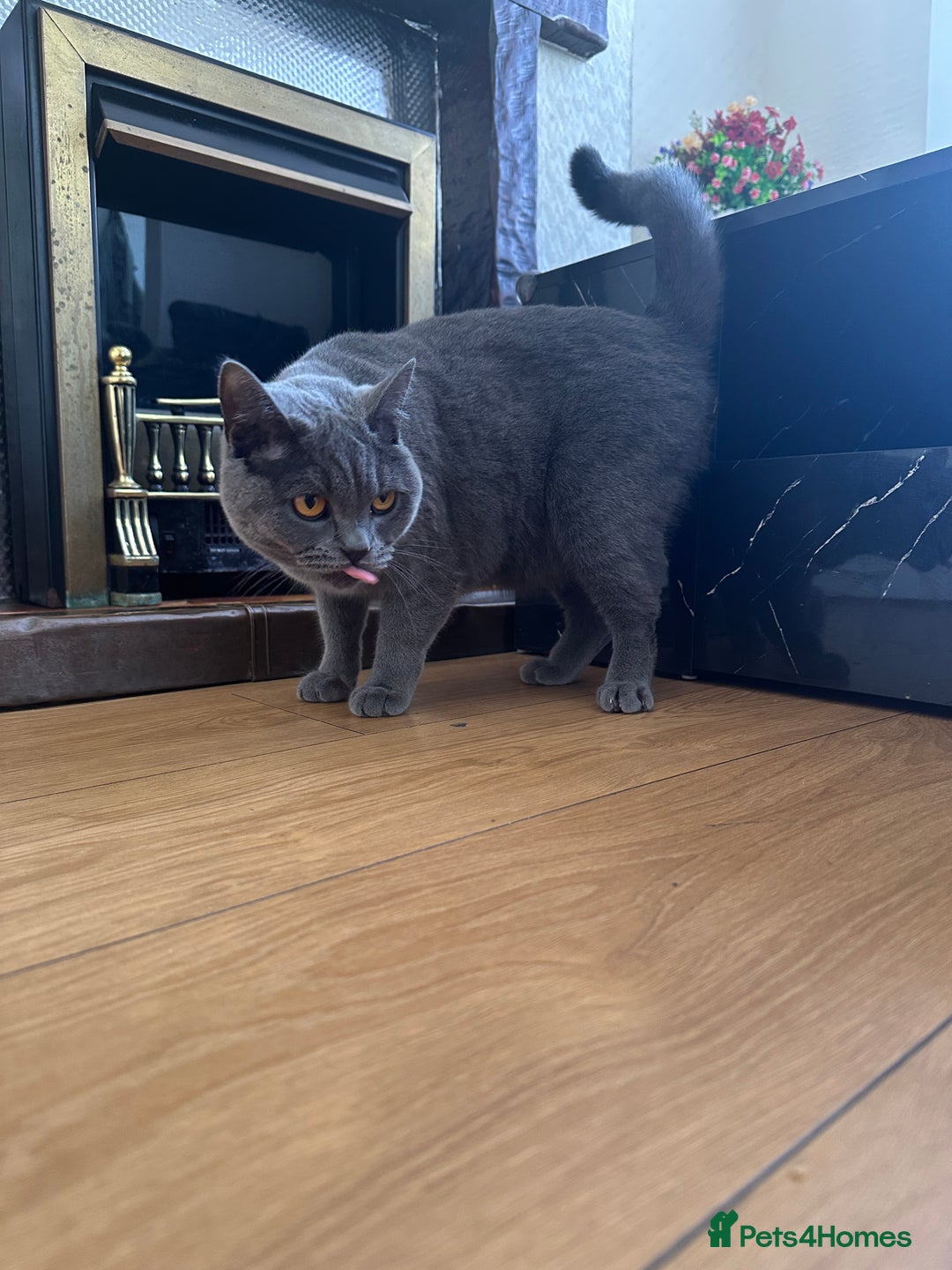 British Shorthair cats for sale: British short hair cat - Image 7