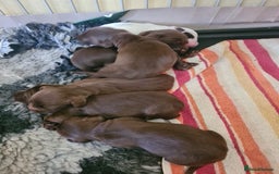 Sprocker dogs for sale: Sprockers  - Image 17