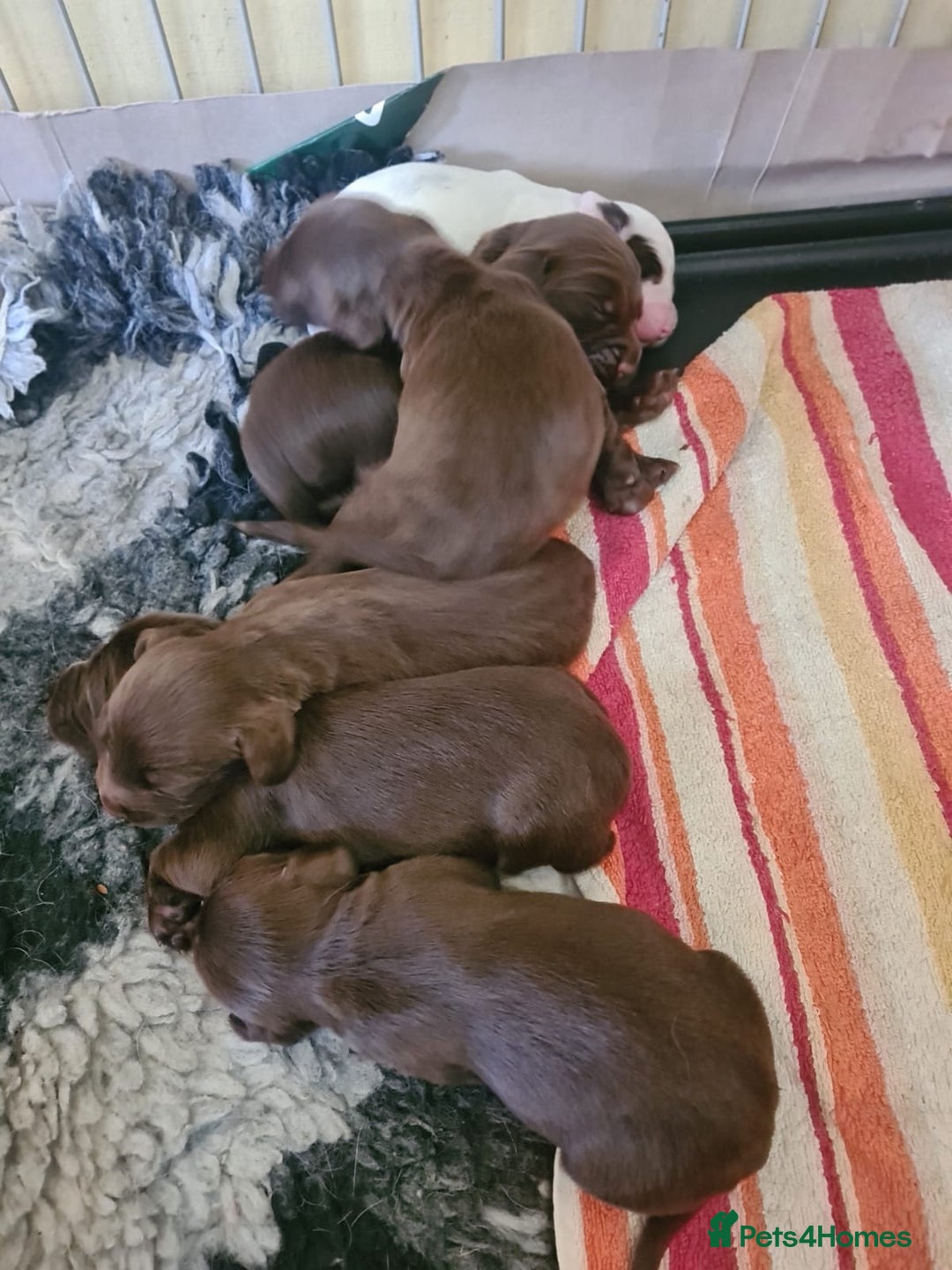 Sprocker dogs for sale: Sprockers  - Image 17