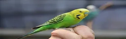 Budgerigars birds for sale: WANTED HAND TAME BUDGIES in Retford - Advert 1