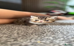 Exotic cats for sale: 4 beautiful exotic shorthair girls  - Image 25