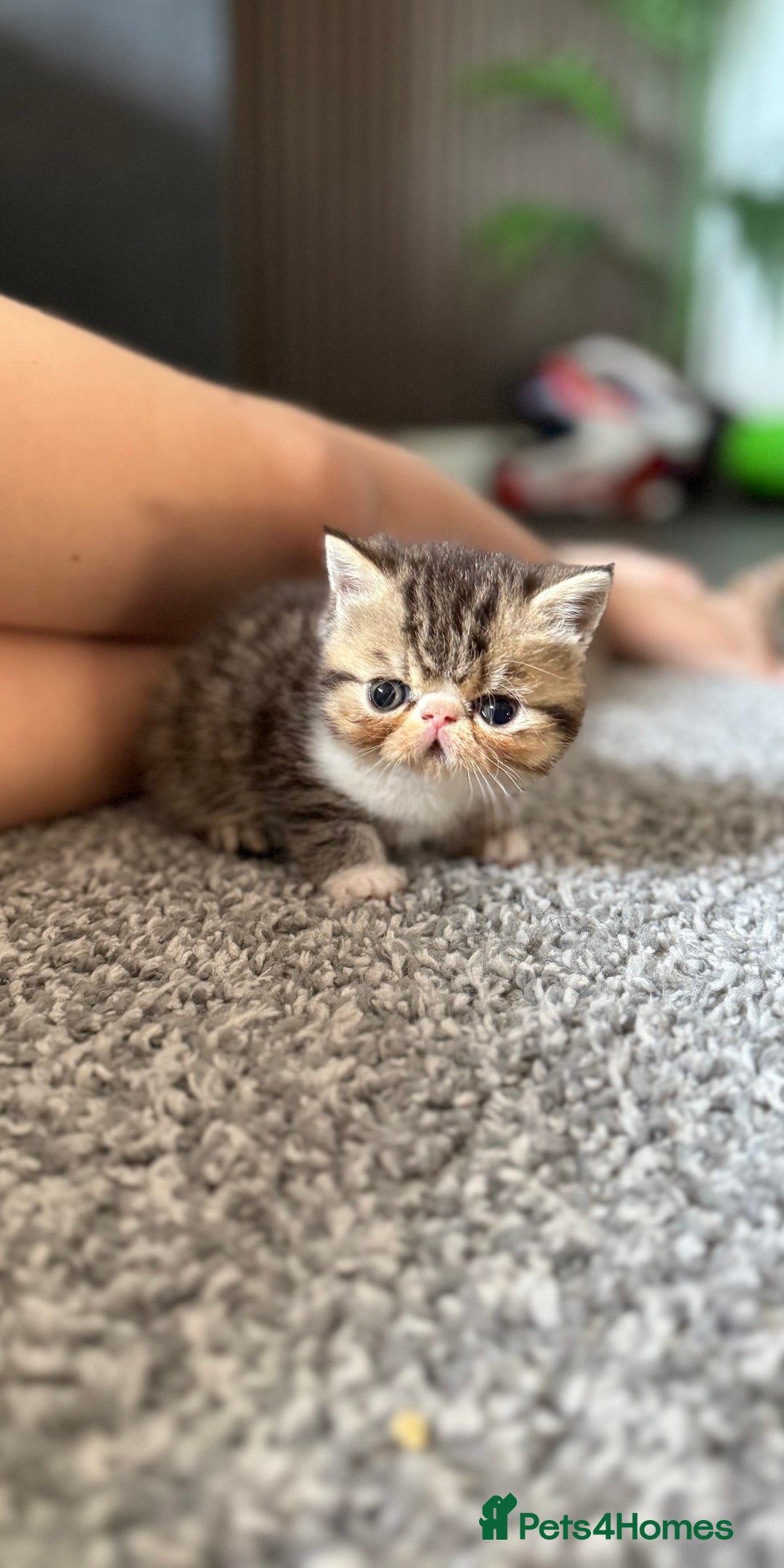 Exotic cats for sale: 4 beautiful exotic shorthair girls  - Image 25