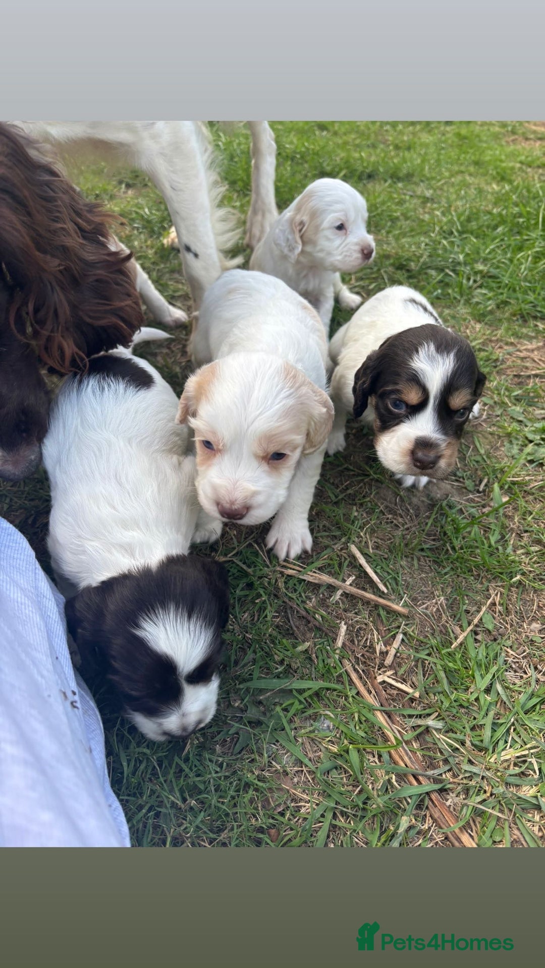Cocker Spaniel dogs for sale: Gorgeous working cocker spaniel puppies  - Image 4