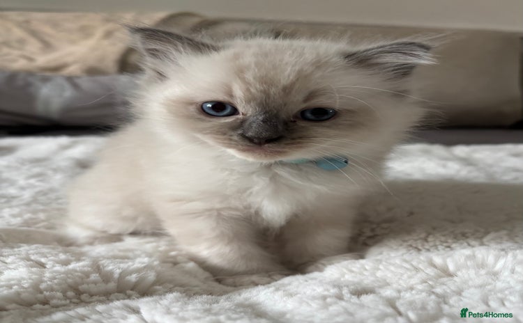 Ragdoll cats - Advert 3