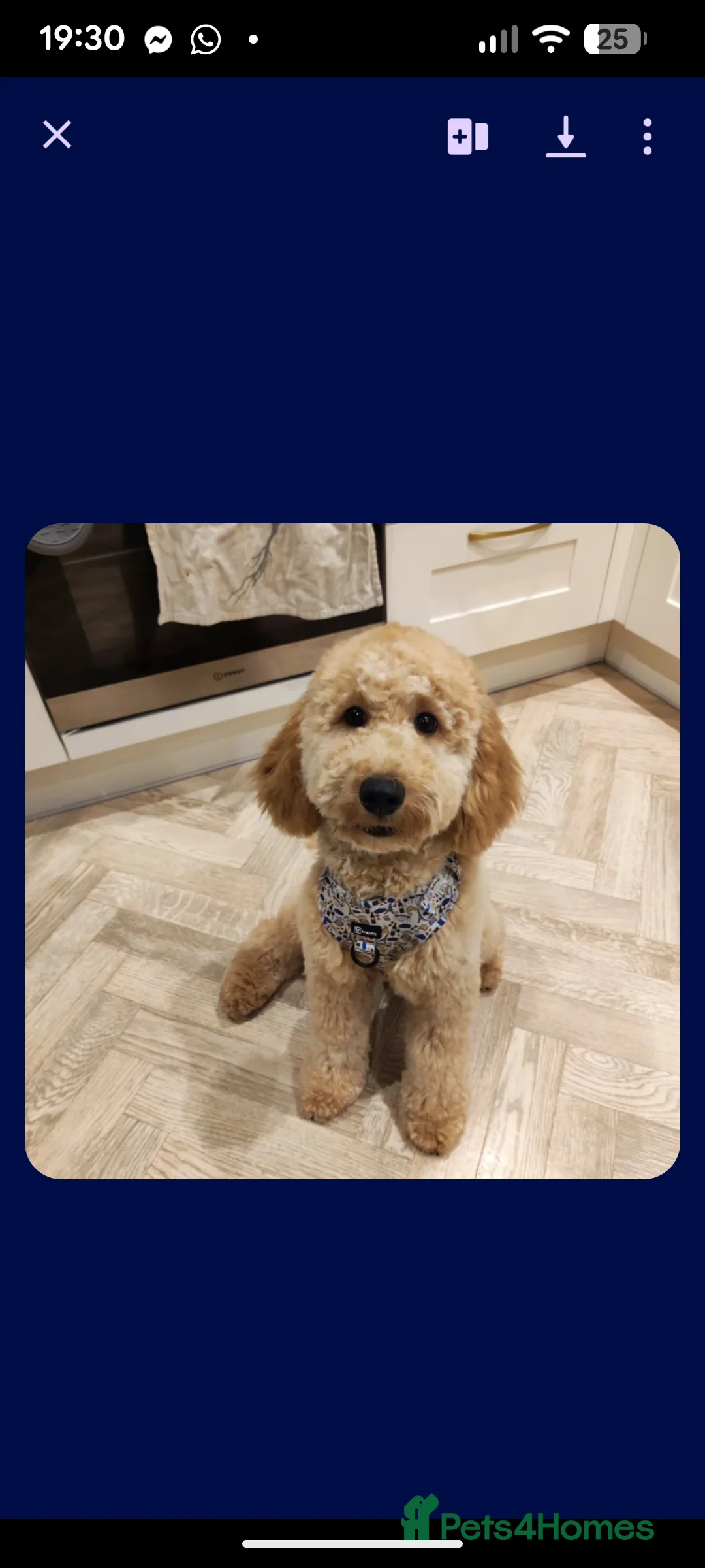 Cockapoo dogs for stud: Male  - Advert 3