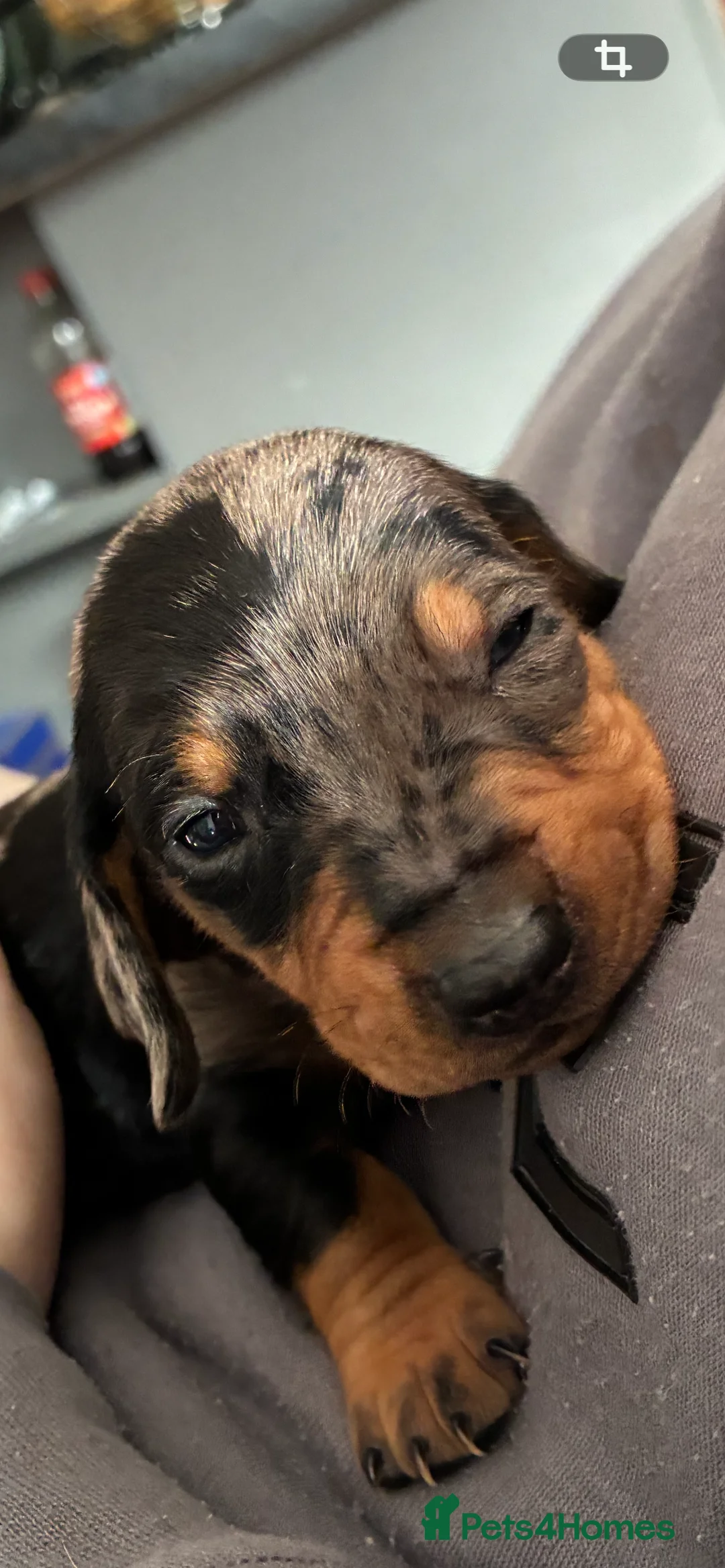 Miniature Dachshund dogs for sale: Gorgeous Minature Daschund Puppies  - Advert 10