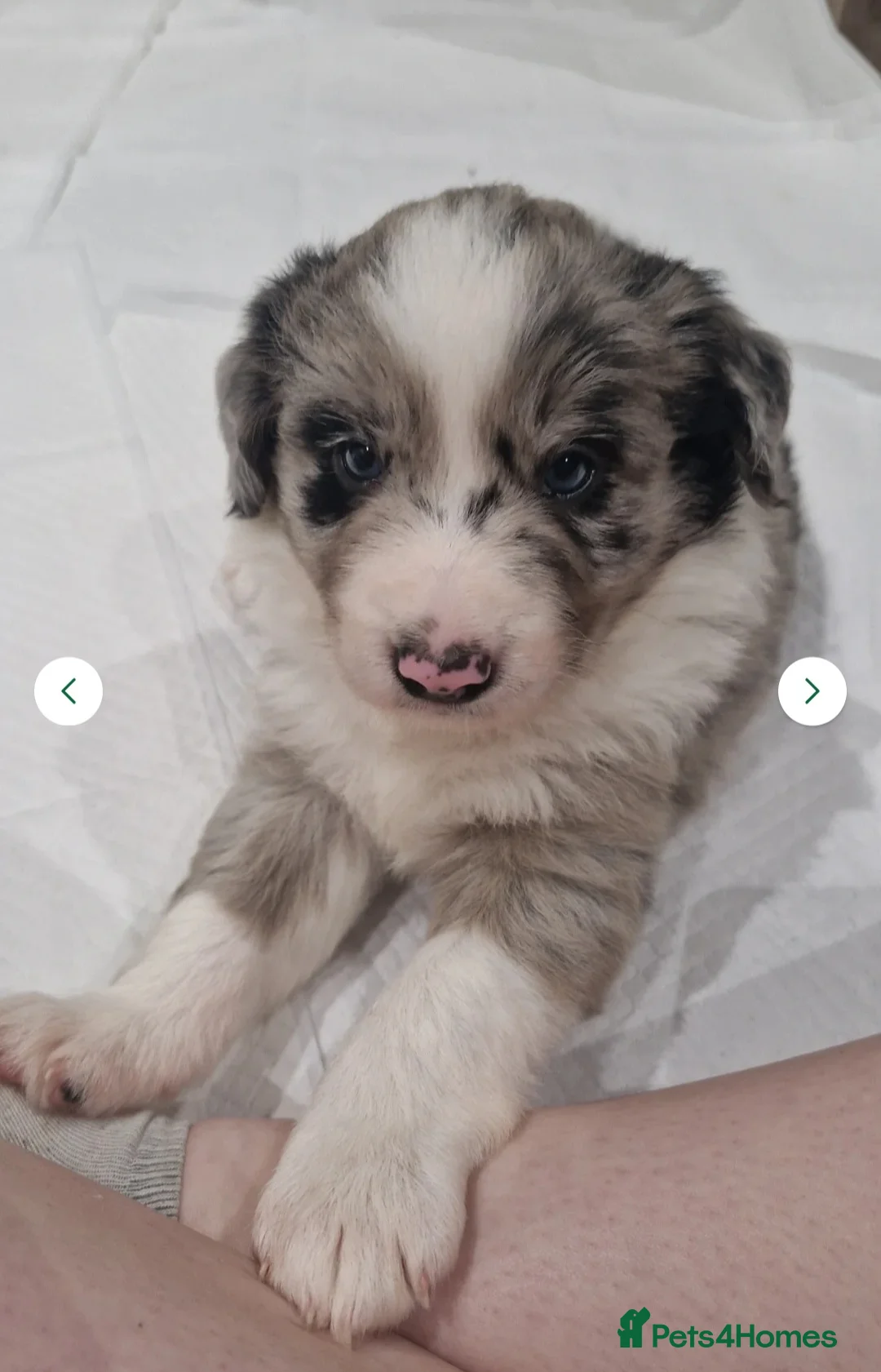 Border Collie dogs for stud: *proven* health tested working merle border collie in Leeds - Advert 36