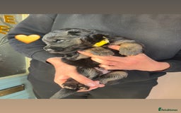 German Shepherd dogs for sale: Beautiful black and gold German shepherd puppies  - Image 6