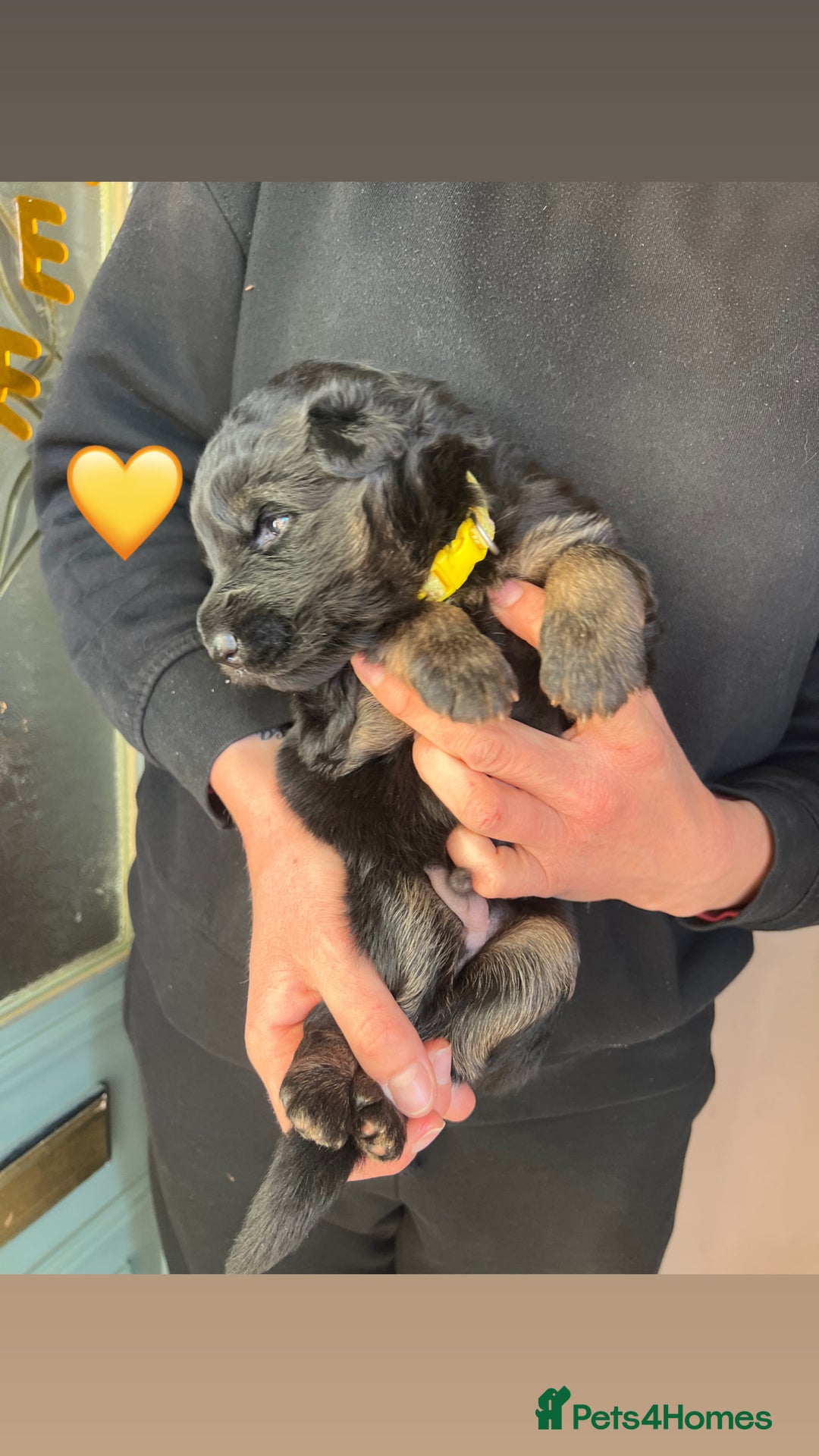 German Shepherd dogs for sale: Beautiful black and gold German shepherd puppies  - Image 6