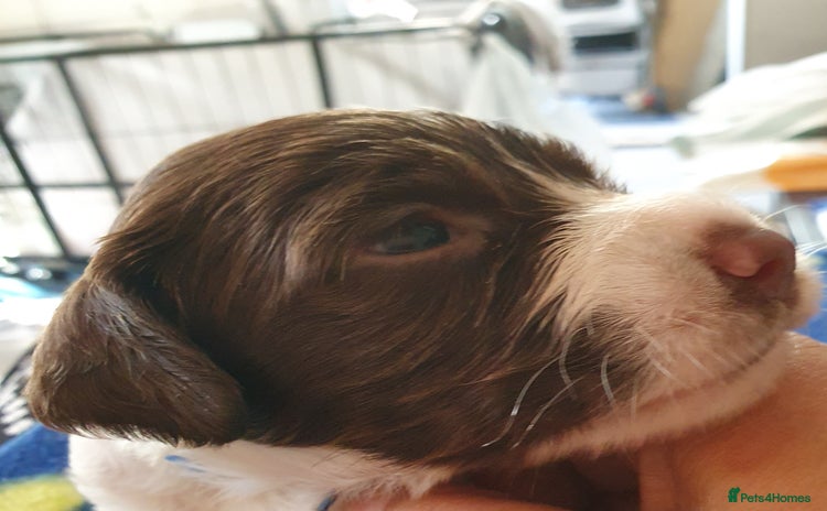 English Springer Spaniel dogs - Advert 3