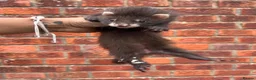 Ferret rodents for sale: 3 pedigree angora jills READY TO LEAVE - Advert 14