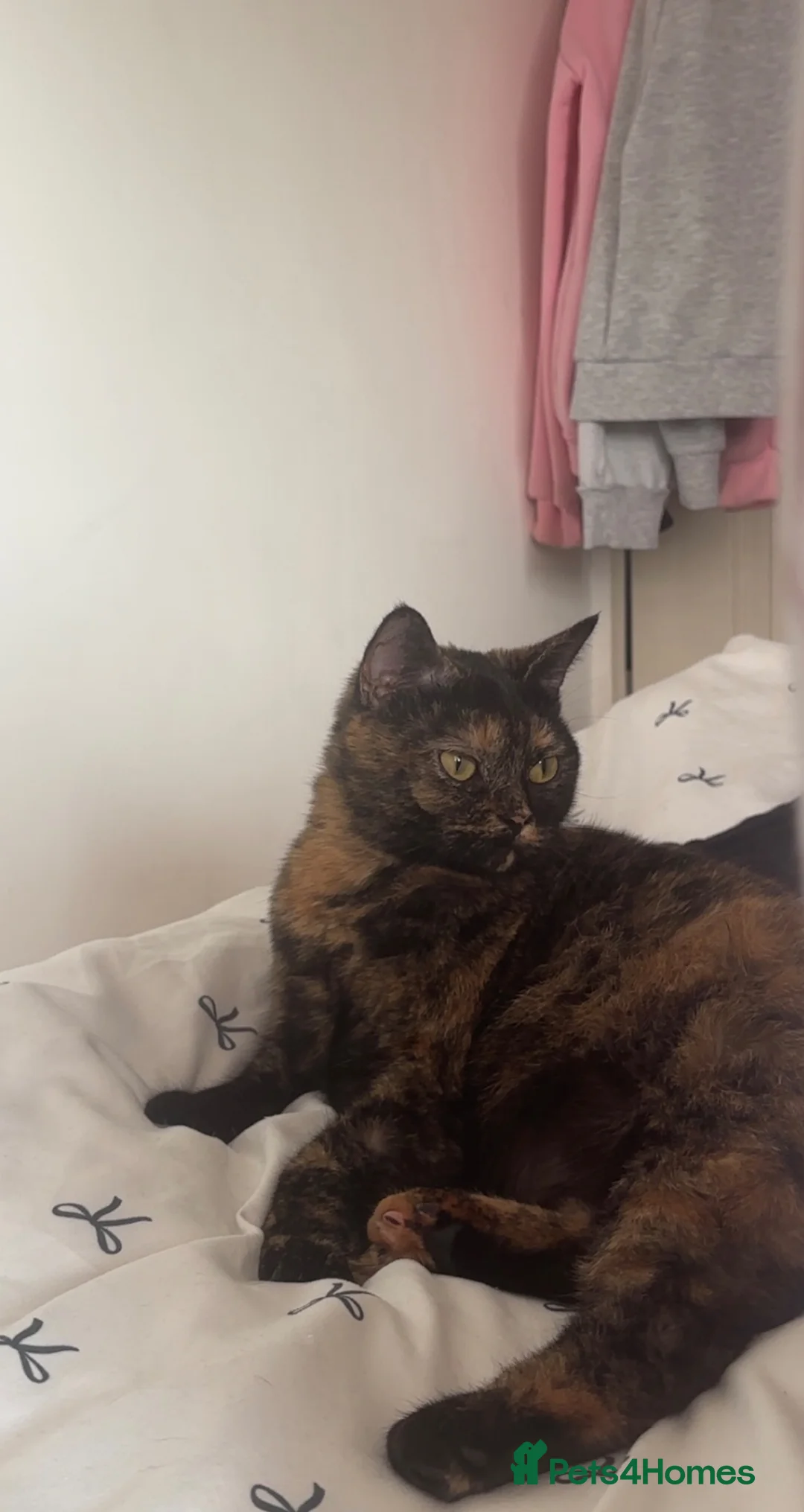 British Shorthair cats for sale: British shorthair tortoiseshell  in London - Advert 2
