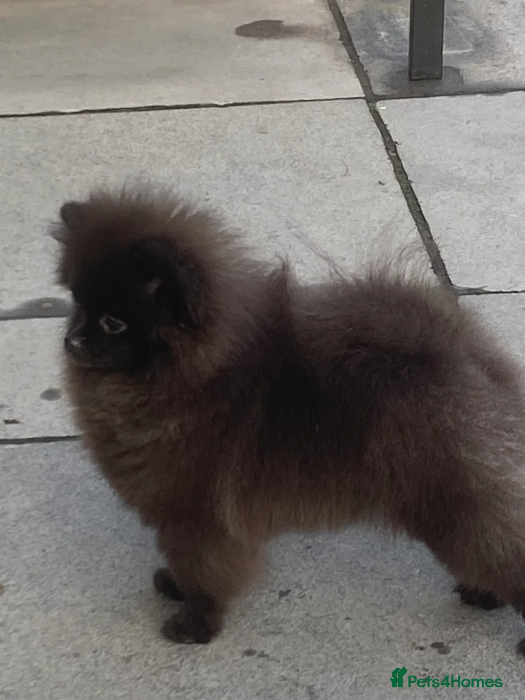 Pomeranian dogs for sale: Adorable fluffy pom puppies - Advert 28