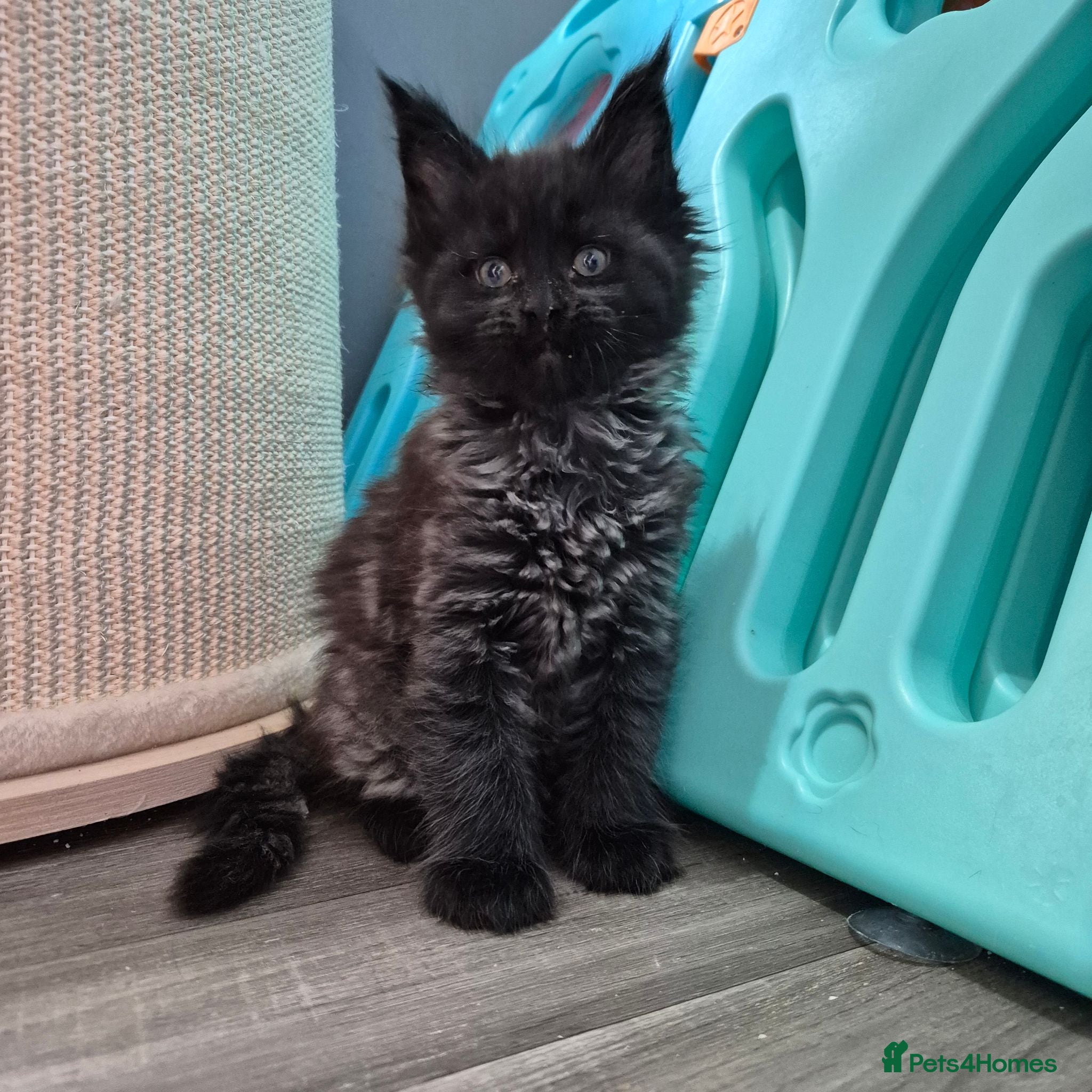 Maine Coon cats Tica active registered  - Advert 13