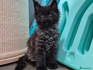 Maine Coon cats Tica active registered - Advert 13