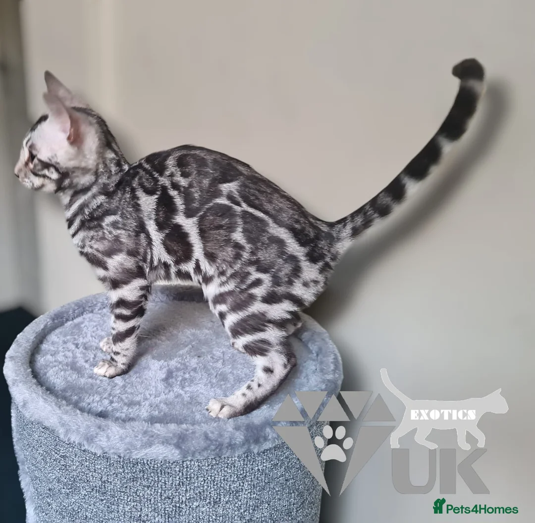 Bengal cats for sale: Retired breeding adults req. purrever pet homes 🐆 in Scunthorpe - Advert 15