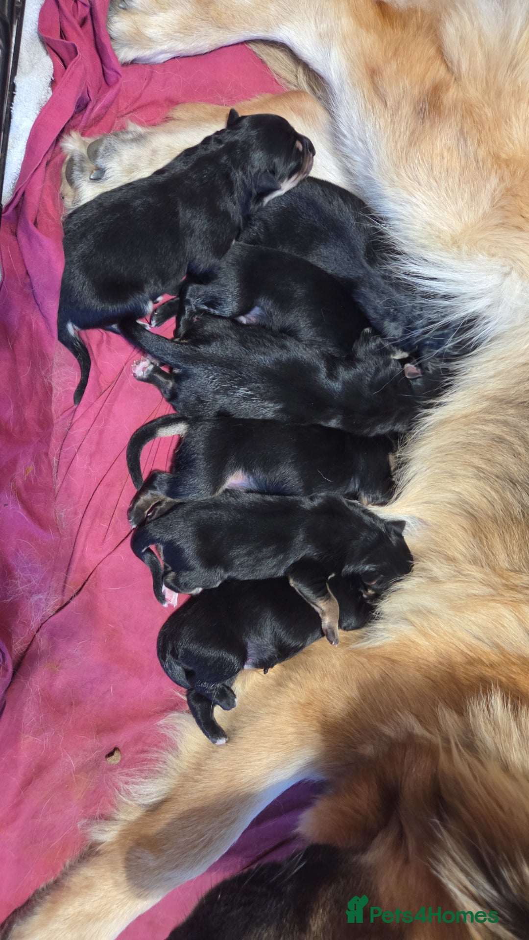 Mixed Breed dogs for sale: Shollies  - Image 7
