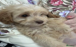 Cockapoo dogs for sale: Ready now !!! Apricot cockerpoos - Image 2