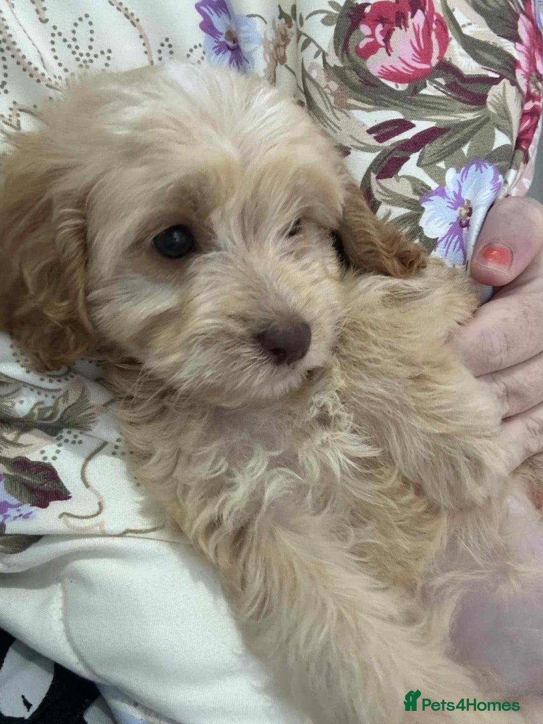 Cockapoo dogs for sale: Ready now !!! Apricot cockerpoos - Image 2