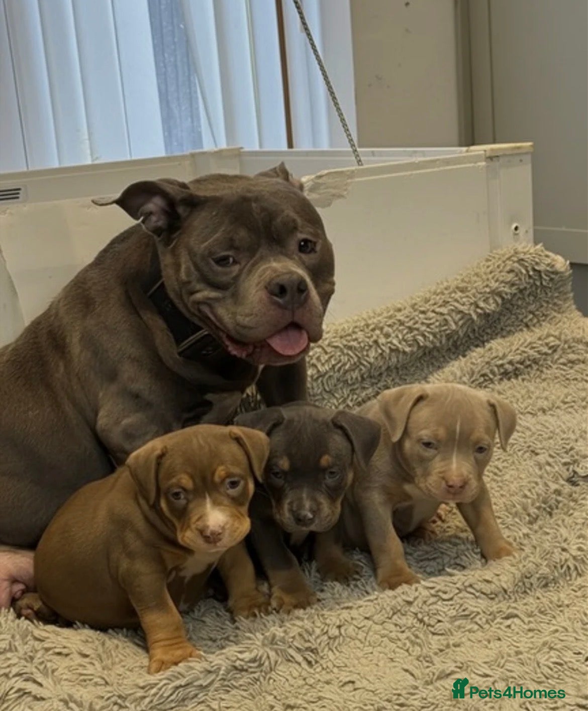 Mixed Breed dogs Shar pei x pocket bully - Advert 17