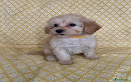Maltipoo dogs for sale: WAITING LIST NOW OPEN Beautiful h/tested maltipoos - Image 5