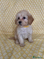 Maltipoo dogs - Advert 1