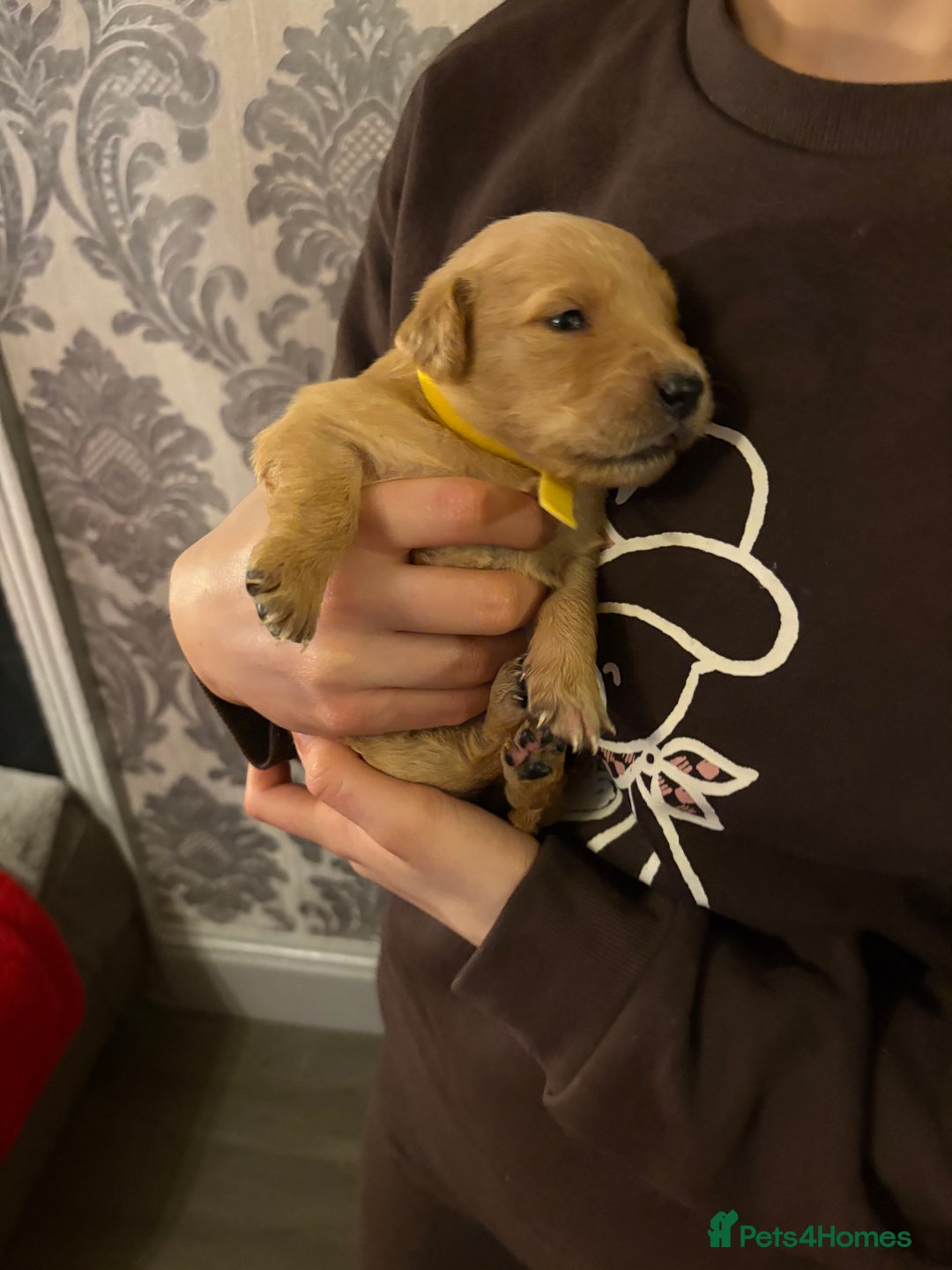 Golden Retriever dogs for sale: Adorable golden retriever puppies  - Advert 3