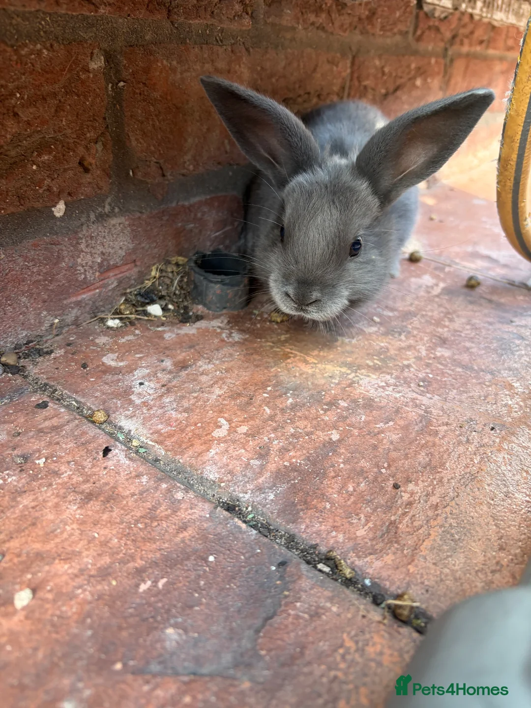 Mixed Breed rabbits for sale: 6 cute bunnies for sale - Advert 2
