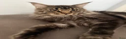 Maine Coon cats for sale:  🐾 Seeking Their Forever Homes Cleo and Dalia 🐾 - Advert 10