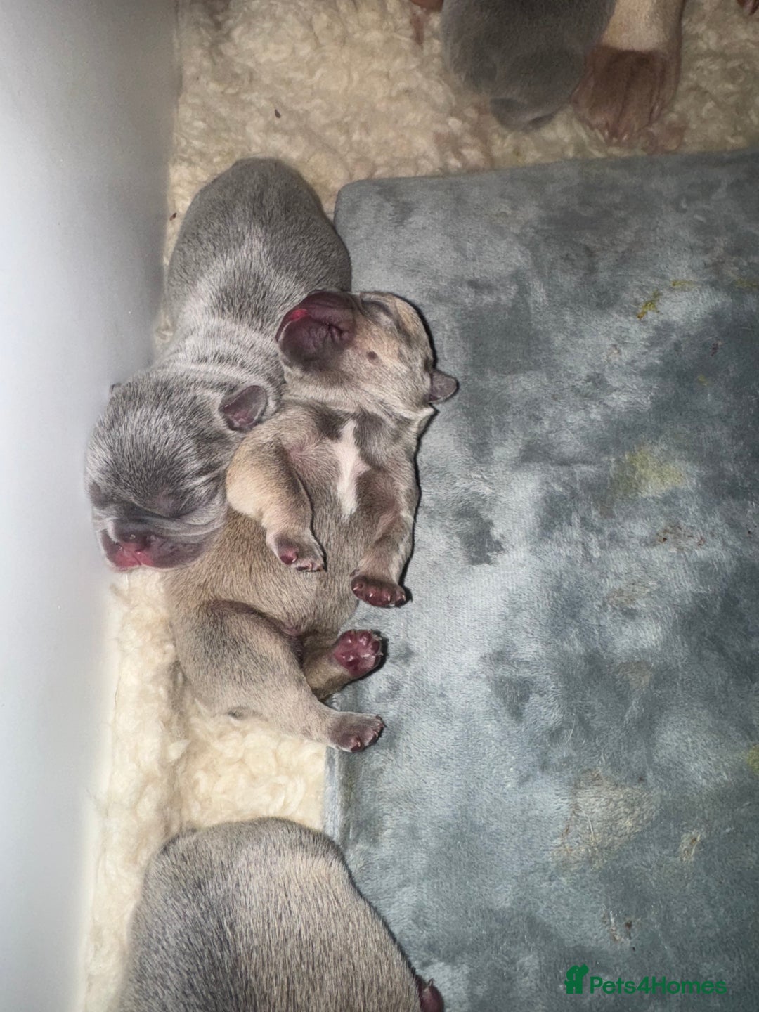 French Bulldog dogs for sale:  KC Registered French Bulldog Puppies - Advert 16